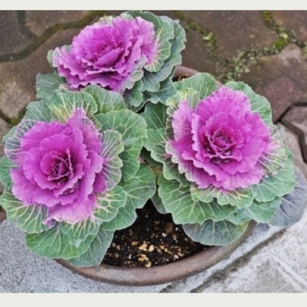 Meet your Posher, Makema